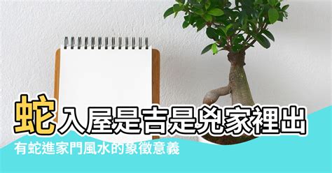 蛇入屋風水|【蛇風水】蛇風水大公開！進家預兆、家居佈局與象徵全解析